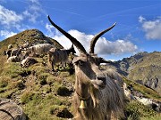 Ritorno sul Monte Valletto (2371 m) con Avaro (2080 m), Monte di Sopra (2269 m) dai Piani dell’Avaro il 12 settembre 2022 - FOTOGALLERY